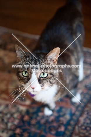 brown tabby looking up