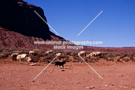 border collie tending navajo sheep in monument valley  usa
