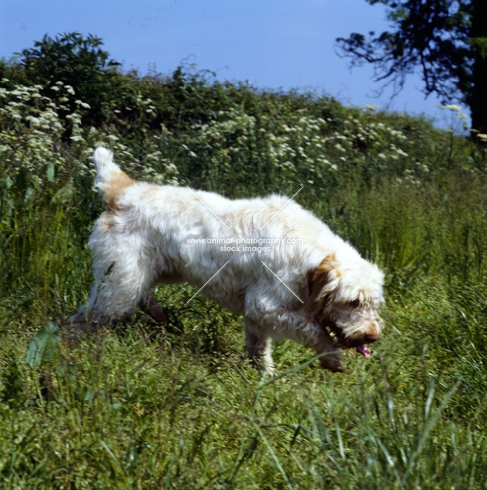 italian spinone scenting the ground