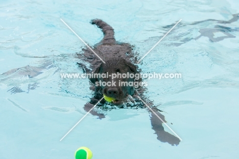 Labrador swimming to retrieve a ball