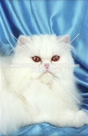 orange eyed Persian on blue satin