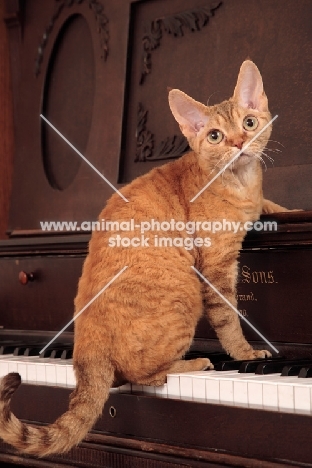 Devon Rex on piano