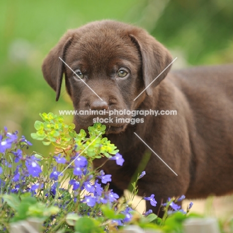 chocolate labrador puppy exploring garden and flowerbed