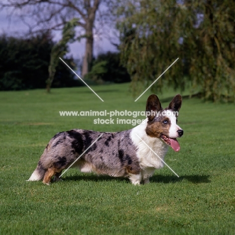 cardigan corgi  standing on grass