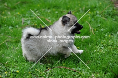 Keeshond puppy