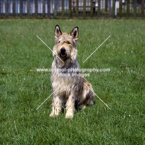 berger de picardy, picardy sheepdog, sitting on grass