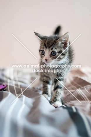 tabby and white kitten on sheets