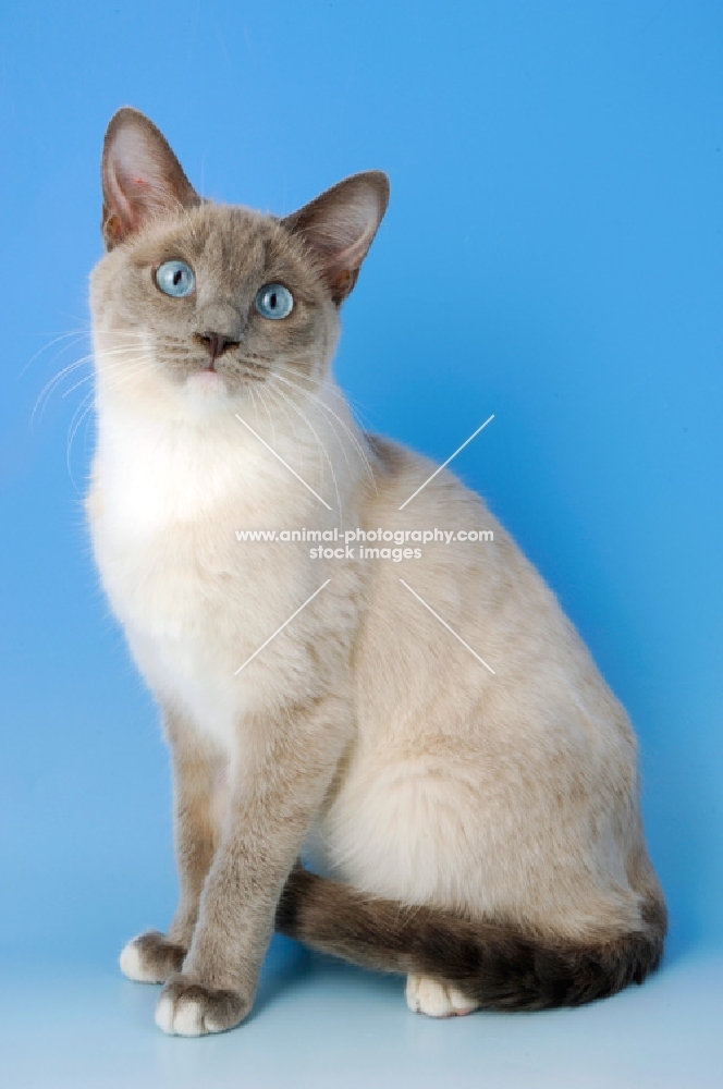 snowshoe cat looking at camera