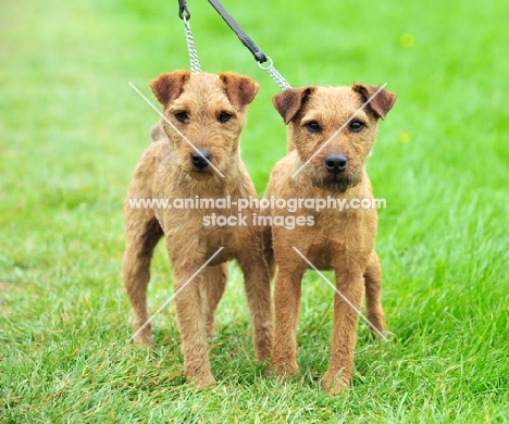 two Fell Terriers