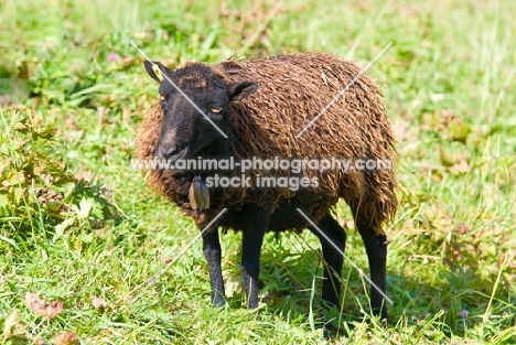 Ouessant (aka Ushant) sheep