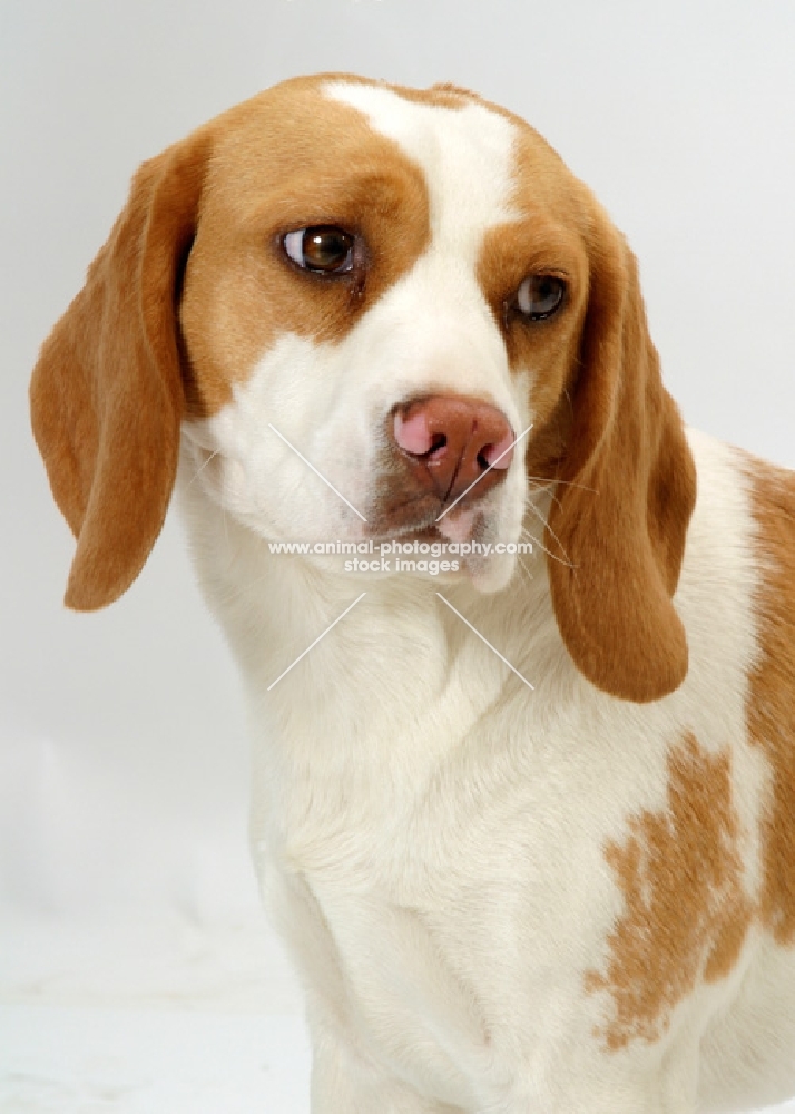 tan and white Beagle, looking away