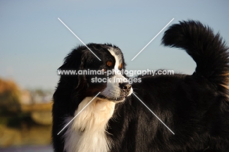 Bernese Mountain Dog looking away