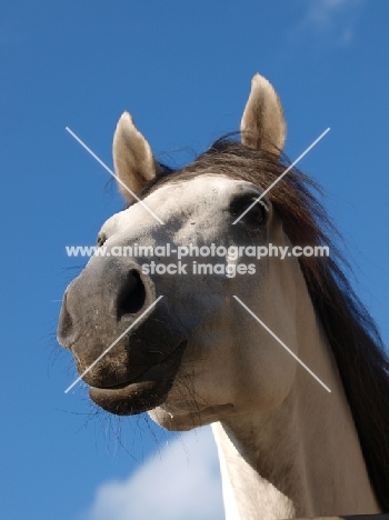 Lusitano portrait