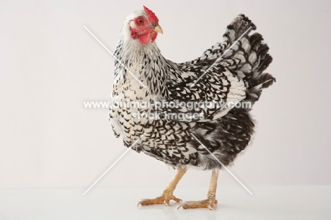 Silver Laced Wyandotte chicken in studio