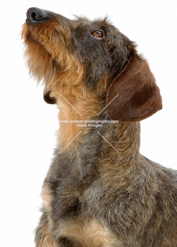 Dachshund Wirehaired on white background, portrait