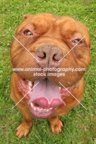 Dogue de Bordeaux portrait