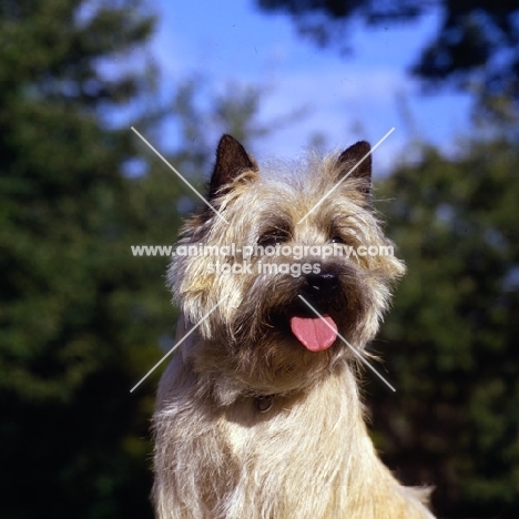 champion cairn terrier head portrait