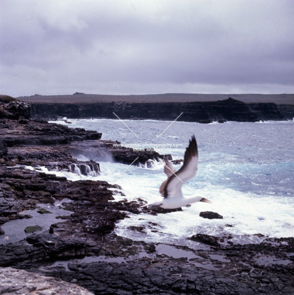 out of focus masked booby flying away from hood island, galapagos islands