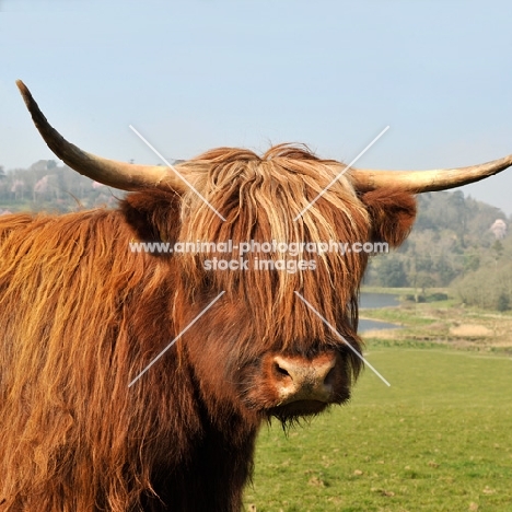 highland cow, portrait