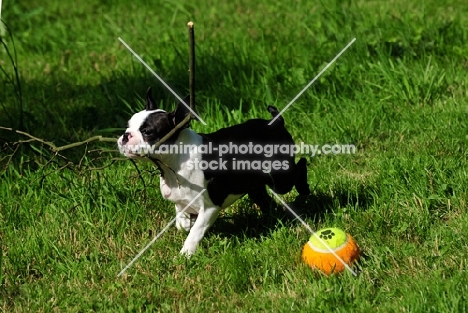 young Boston Terrier with branch