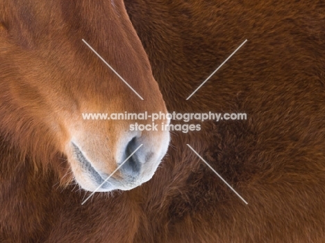 Suffolk Punch nose close up