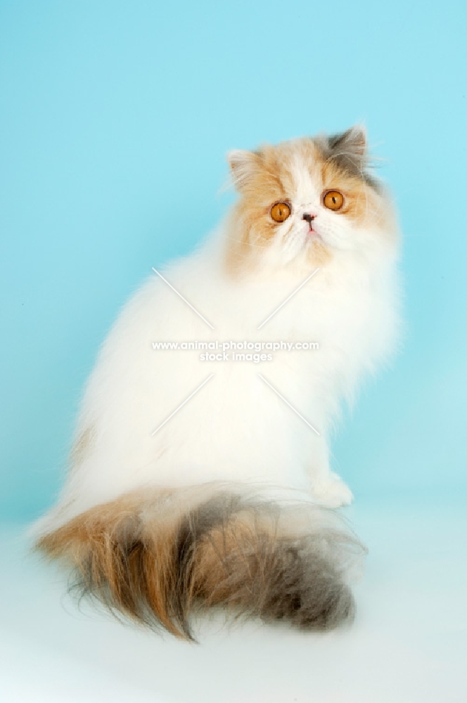 bi-coloured, blue cream and white persian cat