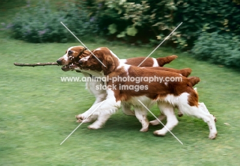 three welsh springer spaniels carrying a stick