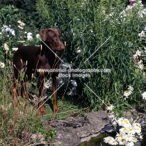 dobermann standing by a garden pond