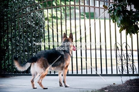 German shepherd guarding fence