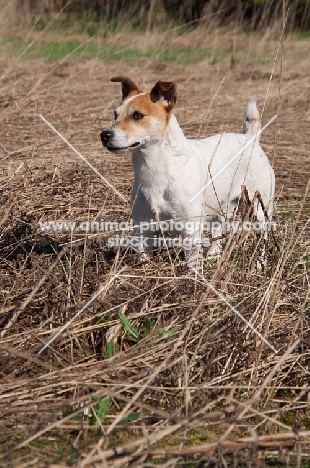 Jack Russell Terrier on dry grass