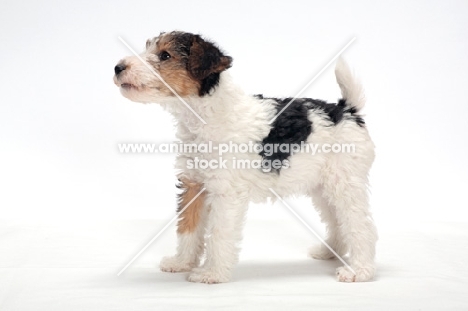 wirehaired Fox Terrier puppy on white background, side view