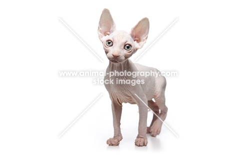 10 week old Sphynx kitten