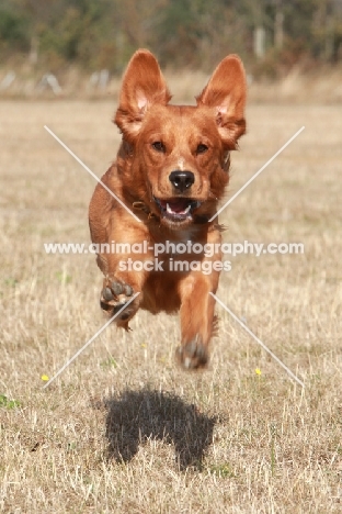 Golden retriever flying in air