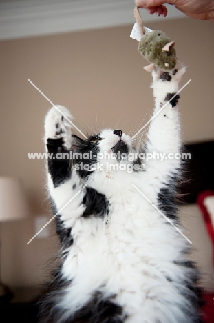 cat reaching for toy mouse