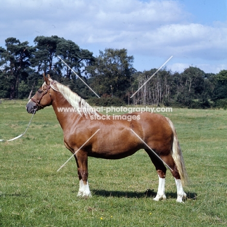 welsh cob mare, (section d),