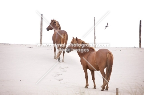 two wild horses on Assateague beach