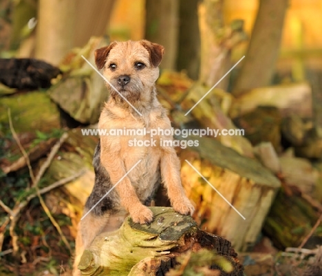 Border Terrier near logs