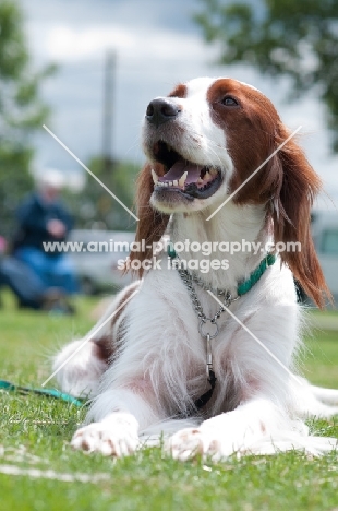 Irish red and white setter lying down