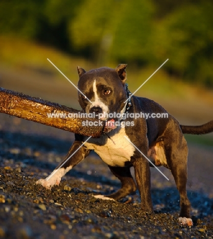 American Staffordshire Terrier picking up beam