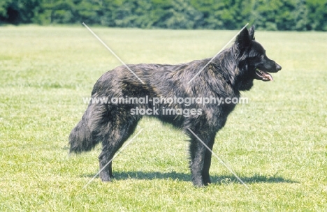 Nederlandse Herder - dutch sheepdog - long coat