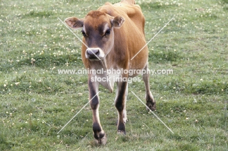 young jersey cow walking towards camera