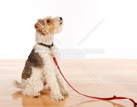 wire Fox Terrier on lead