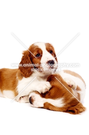 Welsh Springer Spaniel