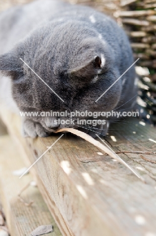 blue British Shorthair cat chewing leaf