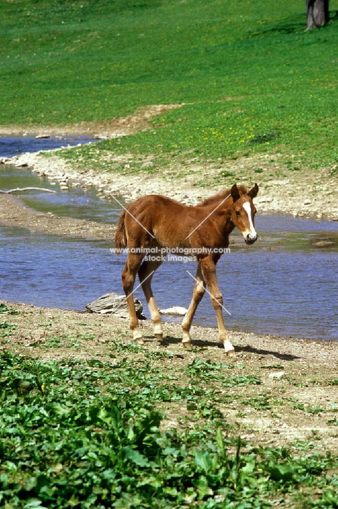 quarter horse foal walking beside water