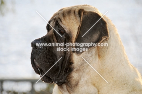 Mastiff