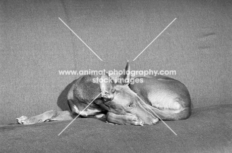  pharaoh hound lying on a sofa