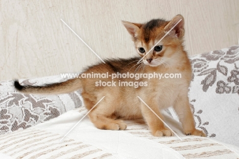 ruddy Abyssinian kitten on a cushion
