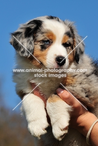 Blue merle Miniature Australian Shepherd puppy