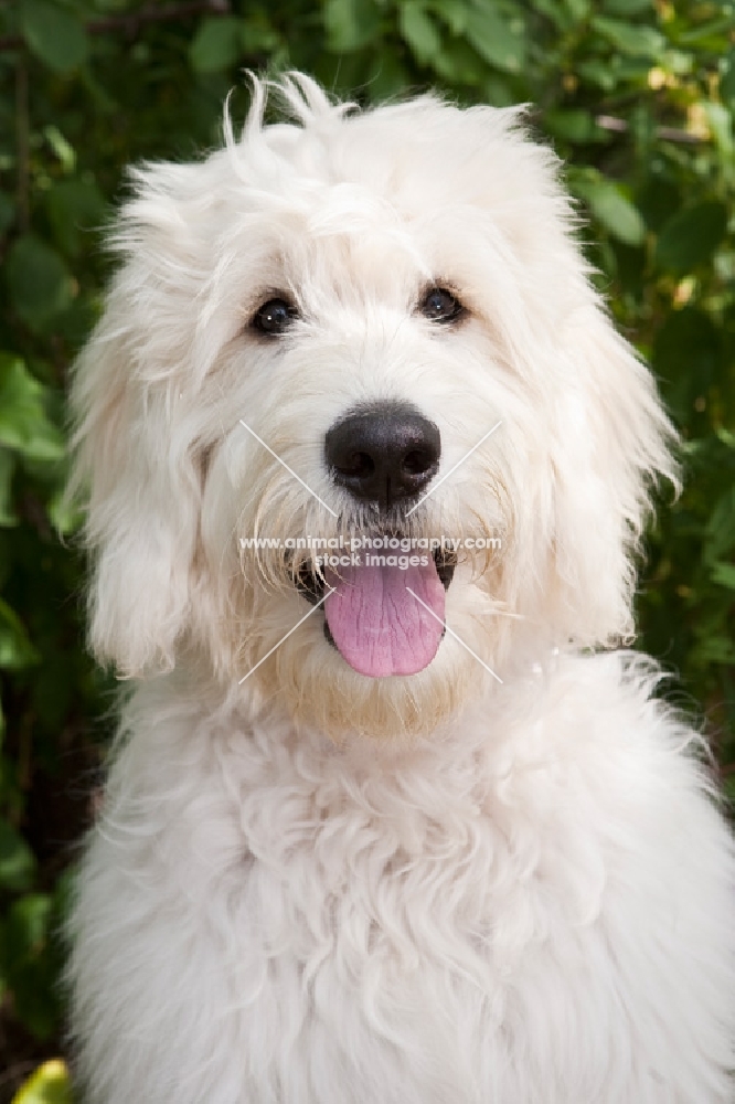 happy Goldendoodle with greenery background